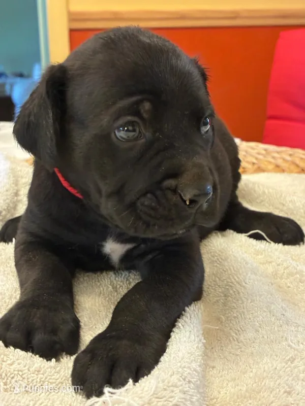 Zeus – Cane Corso puppy for sale in Madison Heights, VA