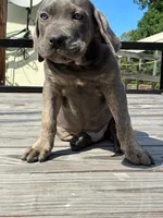 Jake, a male Cane Corso for sale in Madison Heights, VA – 2 of 4