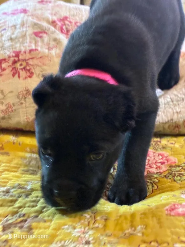 Jessie – Cane Corso puppy for sale in Madison Heights, VA