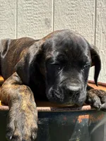 Jude, a female Cane Corso for sale in Madison Heights, VA – 2 of 4
