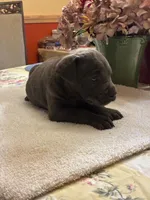 Sky, a female Cane Corso for sale in Madison Heights, VA – 2 of 2