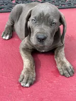 Zena, a female Cane Corso for sale in Madison Heights, VA – 5 of 5