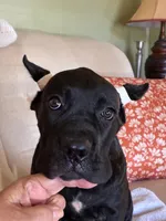 Lulu, a female Cane Corso for sale in Madison Heights, VA – 3 of 4