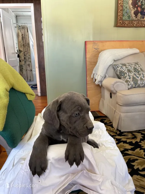 June – Cane Corso puppy on hold in Madison Heights, VA