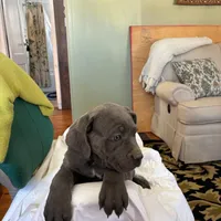 June, a female Cane Corso for sale in Madison Heights, VA – Photo 1 of 4