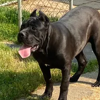 June, a female Cane Corso for sale in Madison Heights, VA – Photo 4 of 4