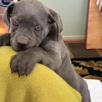 June, a female Cane Corso for sale in Madison Heights, VA – Photo 2 of 4