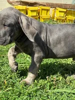 Jake, a male Cane Corso for sale in Madison Heights, VA – 4 of 4
