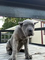 Zoe, a female Cane Corso for sale in Madison Heights, VA – 2 of 3