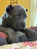 Molly, a female Cane Corso for sale in Madison Heights, VA – 3 of 3