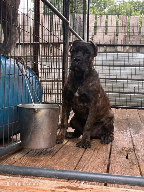 Pepper – Cane Corso puppy for sale in Madison Heights, VA
