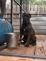 Pepper, a female Cane Corso for sale in Madison Heights, VA – 1 of 3