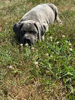 Tyson, a male Cane Corso for sale in Madison Heights, VA – 2 of 4