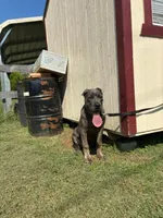 Tank, a male Cane Corso for sale in Madison Heights, VA – 3 of 4