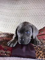 Maggie, a female Cane Corso for sale in Madison Heights, VA – 3 of 3