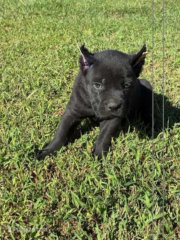 Jessie – Cane Corso puppy for sale in Madison Heights, VA
