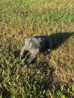 Tiny, a female Cane Corso for sale in Madison Heights, VA – 2 of 2