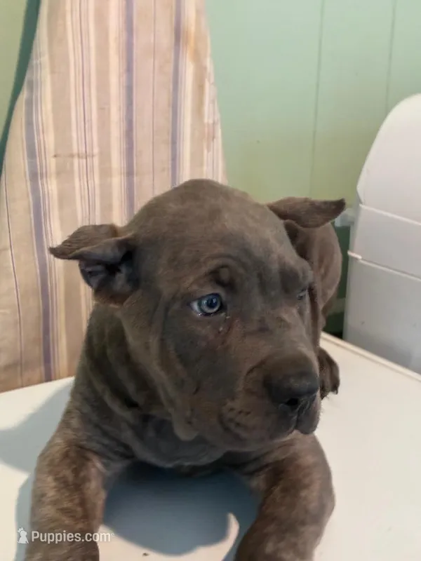 Zoe – Cane Corso puppy for sale in Madison Heights, VA