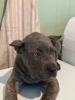 Zoe, a female Cane Corso for sale in Madison Heights, VA – 1 of 3