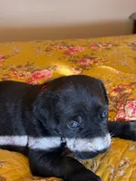 Zeus, a male Cane Corso for sale in Madison Heights, VA – 2 of 3