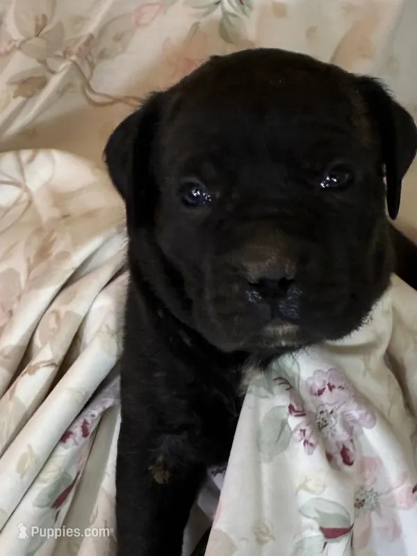 Jude – Cane Corso puppy for sale in Madison Heights, VA