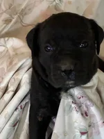 Jude, a female Cane Corso for sale in Madison Heights, VA – 1 of 2