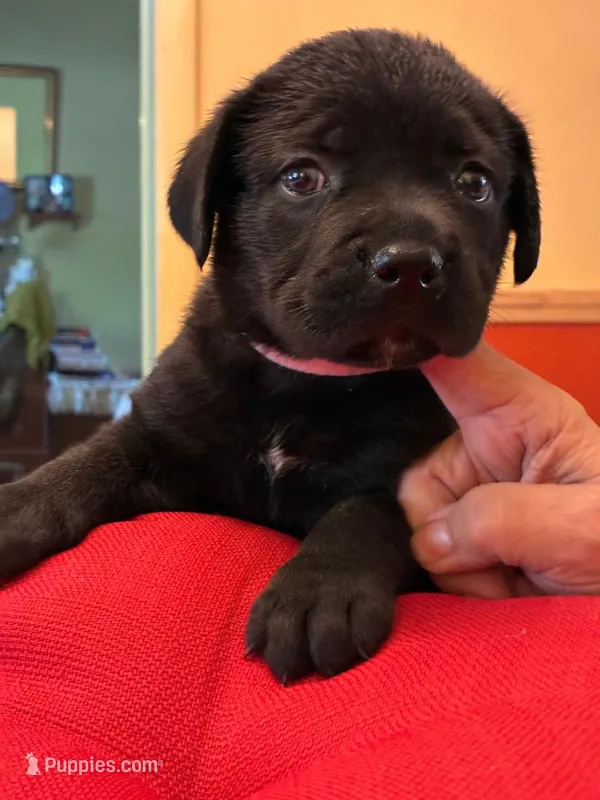 Jessie – Cane Corso puppy for sale in Madison Heights, VA