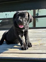 Lucy, a female Cane Corso for sale in Madison Heights, VA – 4 of 5