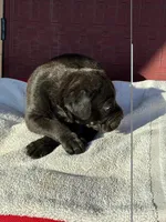 Jessie, a female Cane Corso for sale in Madison Heights, VA – 1 of 2