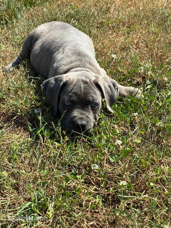 Tyson – Cane Corso puppy for sale in Madison Heights, VA