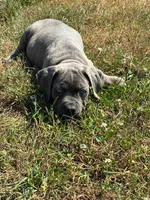 Tyson, a male Cane Corso for sale in Madison Heights, VA – 1 of 4