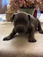 Sky, a female Cane Corso for sale in Madison Heights, VA – 1 of 2