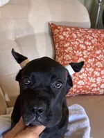 Lulu, a female Cane Corso for sale in Madison Heights, VA – 4 of 4