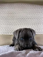 Tucker, a male Cane Corso for sale in Madison Heights, VA – 4 of 4