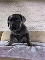 Tucker, a male Cane Corso for sale in Madison Heights, VA – 1 of 4