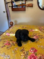 Zeus, a male Cane Corso for sale in Madison Heights, VA – 3 of 3
