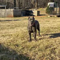 Bella, a female Cane Corso for sale in Madison Heights, VA – Photo 2 of 4