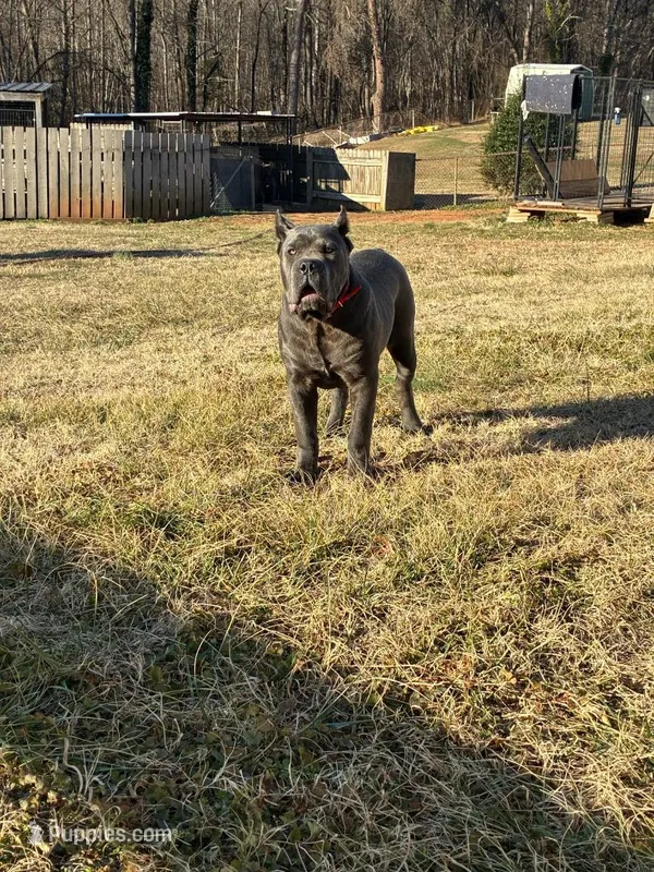 Bella – Cane Corso puppy on hold in Madison Heights, VA