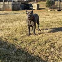 Bella, a female Cane Corso for sale in Madison Heights, VA – Photo 1 of 4