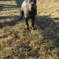 Bella, a female Cane Corso for sale in Madison Heights, VA – Photo 4 of 4