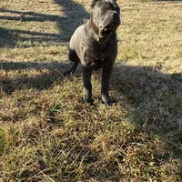 Bella, a female Cane Corso for sale in Madison Heights, VA – Photo 3 of 4