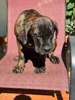 Bella, a female Cane Corso for sale in Madison Heights, VA – 4 of 4