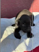 Jessie, a female Cane Corso for sale in Madison Heights, VA – 2 of 2