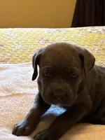 Tucker, a male Cane Corso for sale in Madison Heights, VA – 2 of 3
