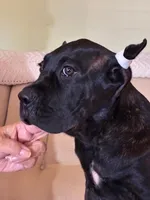Lulu, a female Cane Corso for sale in Madison Heights, VA – 2 of 4