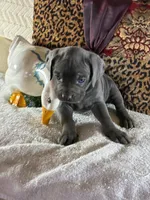 Sky, a female Cane Corso for sale in Madison Heights, VA – 3 of 3