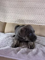 Tucker, a male Cane Corso for sale in Madison Heights, VA – 2 of 4
