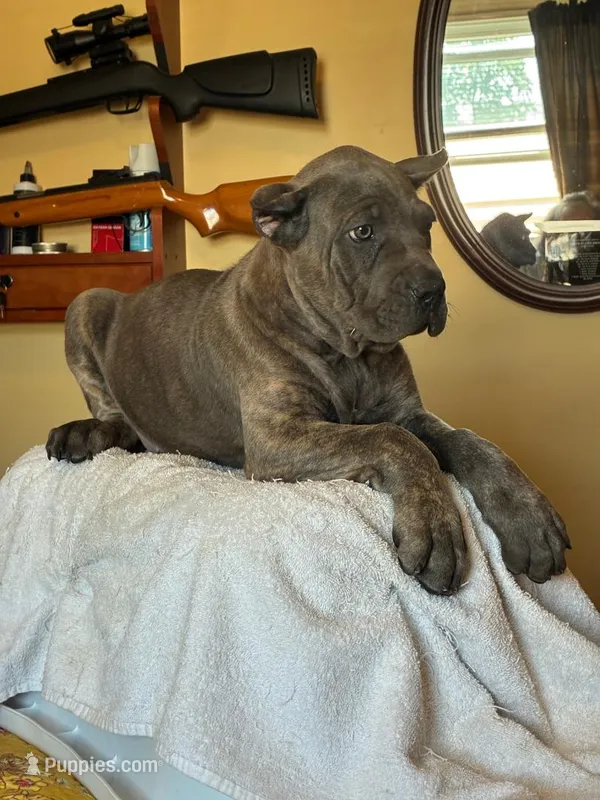 Zoe – Cane Corso puppy for sale in Madison Heights, VA