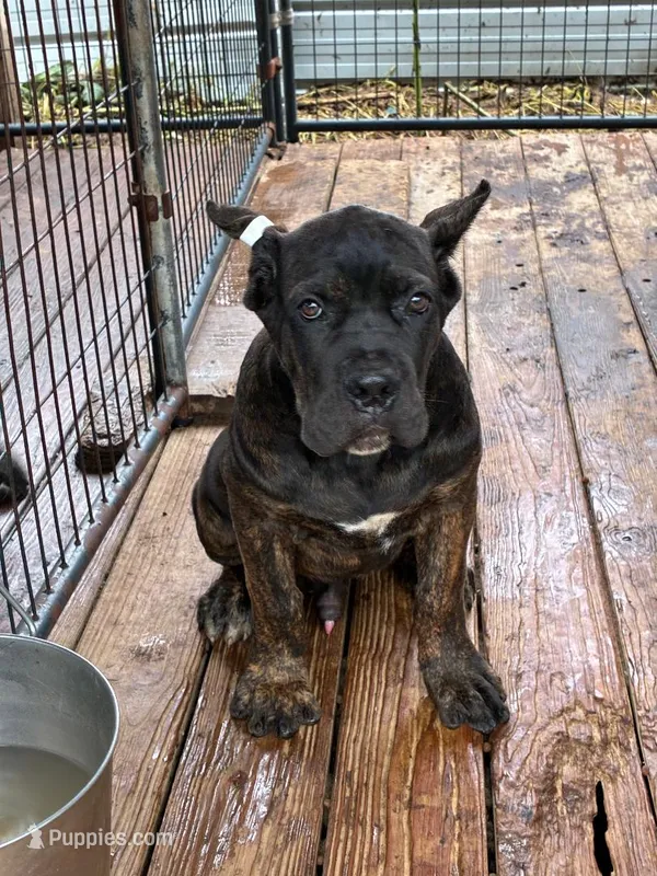 Roscoe – Cane Corso puppy for sale in Madison Heights, VA