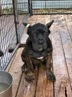 Roscoe, a male Cane Corso for sale in Madison Heights, VA – 1 of 2
